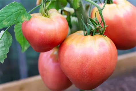 Piatti Stellati Ma Nella Cucina Di Casa Ecco Tutti I Segreti Dei