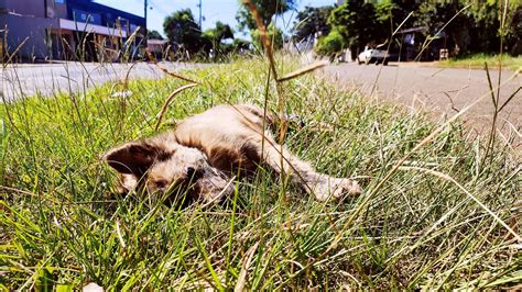 Cachorro Morre Atropelado Na Rua Olindo Periolo CGN O Maior Portal