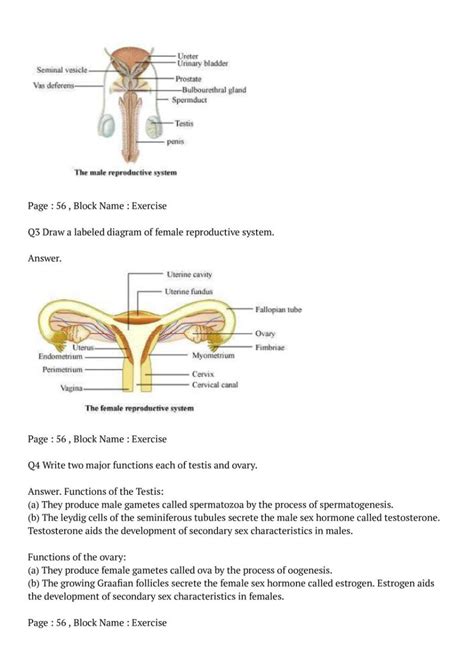 Ncert Solutions For Class 12 Biology Chapter 3 Human Reproduction