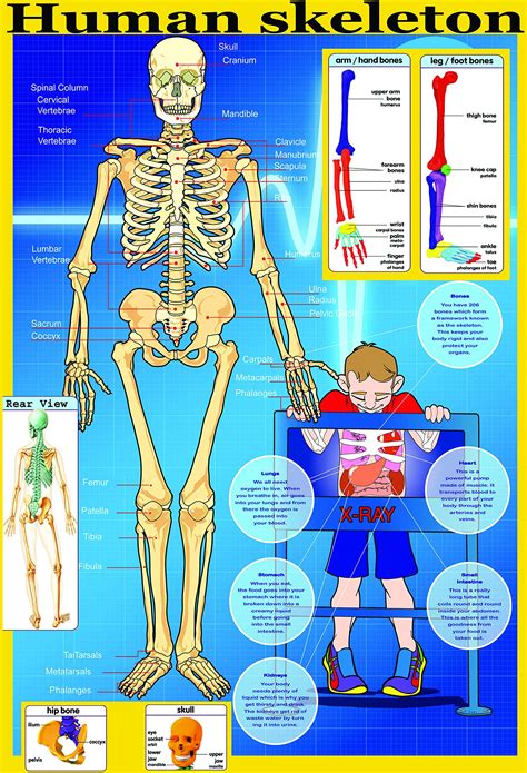 Laminated Educational Poster Your Skeleton Human Body Key Bones Educational Teaching Poster