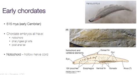 Lecture 4 Paleontology And The History Of Life Flashcards Quizlet