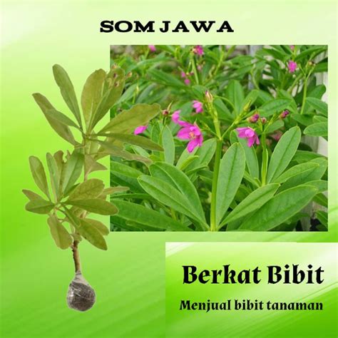 Jual Tanaman Obat Som Jawa Daun Ginseng Jawa Shopee Indonesia