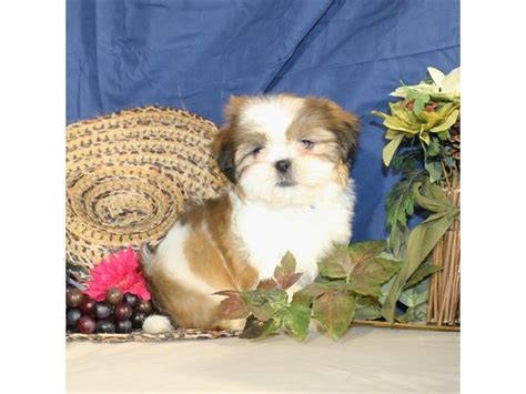 Shih Tzu-DOG-Male-White / Gold-2064388-My Next Puppy