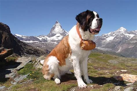 Cachorro S O Bernardo Caracter Sticas Valor Vantagens E Desvantagens