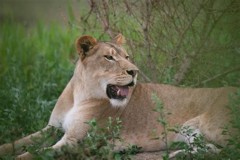 Columbus Zoo Releases First Photos Of Three New African Lion Cubs Wsyx