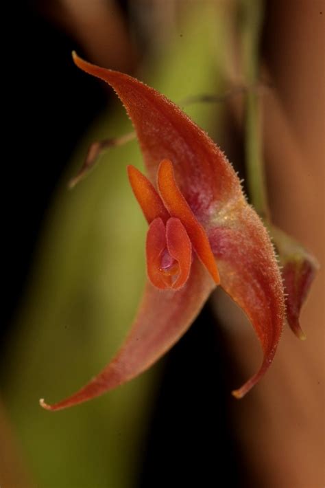 Lepanthes Machogaffensis Wiel Driessen Flickr