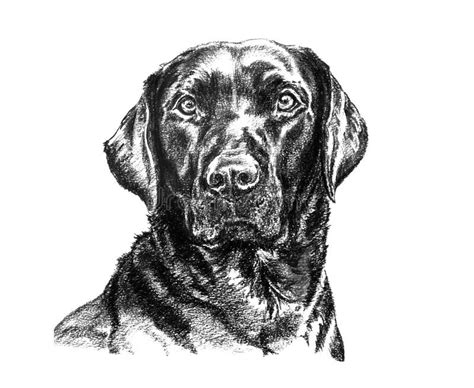 120 Labrador Drawing Free Stock Photos Stockfreeimages