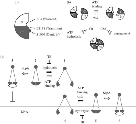 The Mechano Chemical Cycle Of SMC Proteins A The ATP Binding Head