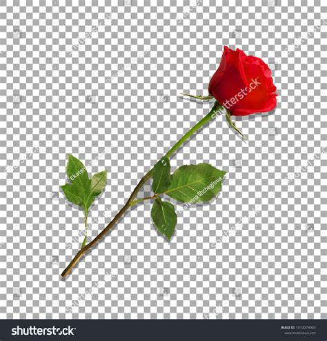 1,439 Long stem rose Stock Vectors, Images & Vector Art | Shutterstock