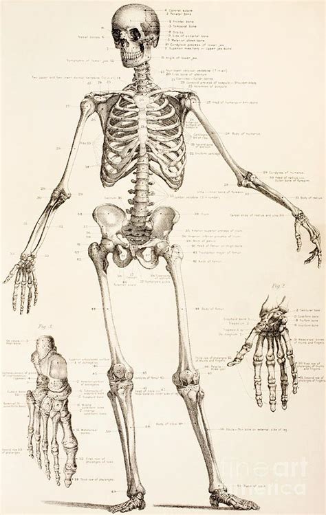 The Human Skeleton Drawing by English School