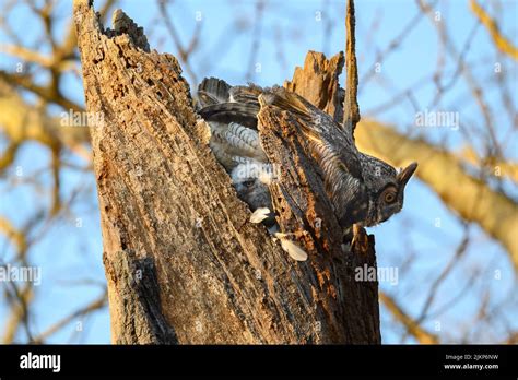 A beautiful shot of a Great Horned Owl nesting in a tree Stock Photo ... 
