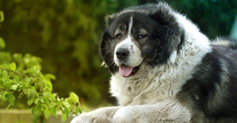 Russian Bear Dog Dog Breed Complete Guide | AZ Animals