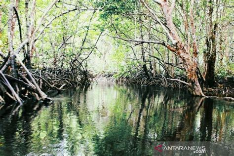 Rehabilitasi Kawasan Mangrove KKP Tambah Destinasi Wisata ANTARA News