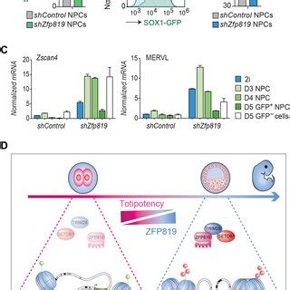 Impaired Differentiation Potential Linked To Zfp Depletion A Npc