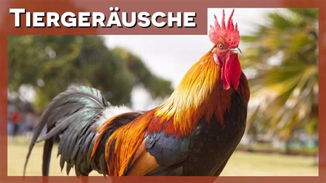 Tierger Usche Hahn Youtube