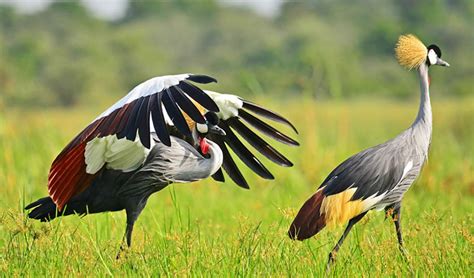 Uganda Bird Watching Tours