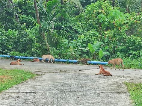 Pertambahan Anjing Liar Resahkan Penduduk Wilayahku