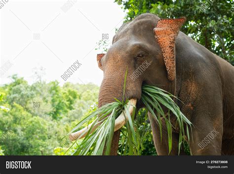 Elephant Eating Grass