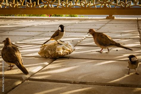 Different Types Of Birds Photo Dove Male Sparrow Female Pigeon