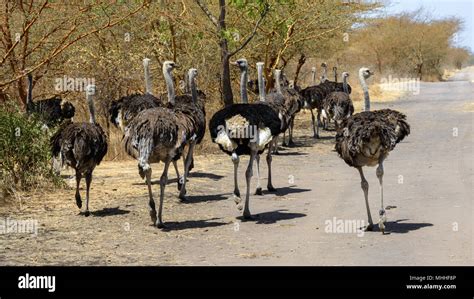 Avian Brain Hi Res Stock Photography And Images Alamy