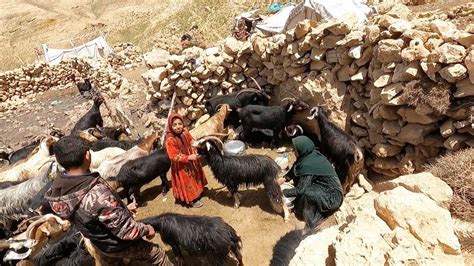 Milking Goats The Village Nomadic Lifestyle Of Iran Youtube