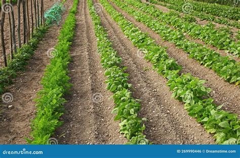 Alignment of Rows of Different Vegetables in a Vegetable Garden Stock ...