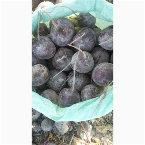 Свекла оптом из Узбекистана — Agro-Uzbekistan