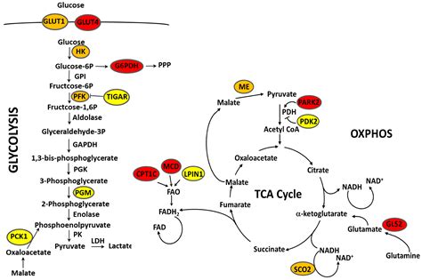 Cells Free Full Text Metabolic Reprogramming In Breast Cancer And