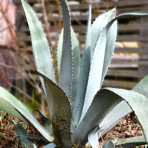 Blue Agave Plant Agave tequilana tequila agave bare root | Etsy