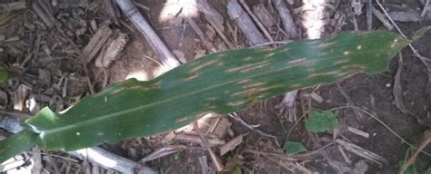 Gray Leaf Spot UT Crops Pest Guides