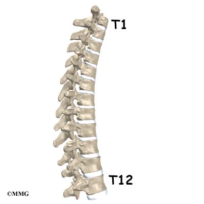 Thoracic Spine Anatomy | eOrthopod.com