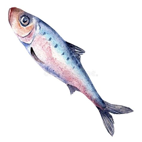 Single Sardine Watercolor Illustration Isolated On White Background