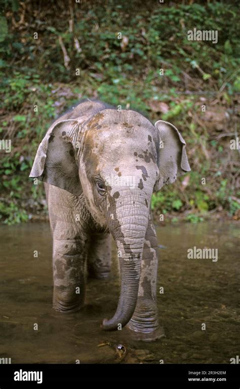 Asian Elephant Indian Elephant Asian Elephants Elephas Maximus