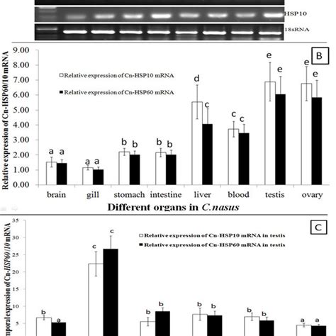 Hsp60 And Hsp10 Mrna Expression Patterns A B Are For Different