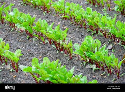 Beetroot Beta Vulgaris Hi Res Stock Photography And Images Alamy