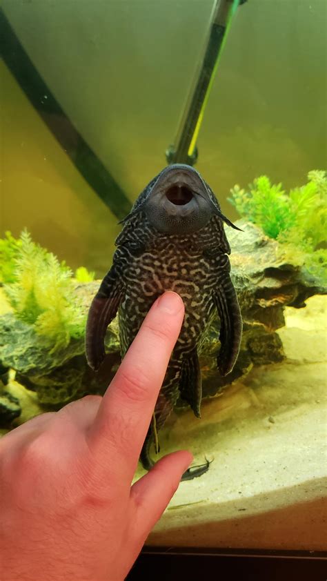 Petting The Pleco Raquariums