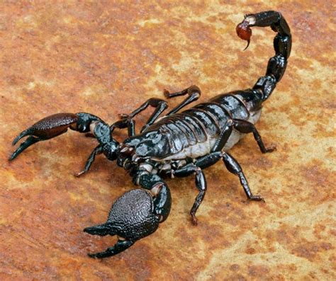 Deadly Scorpions Jb S Pest Control