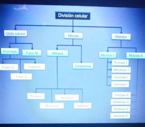 Mapa Conceptual Sobre La Divisi N Celular En C Lulas Eucariotas Por Fa