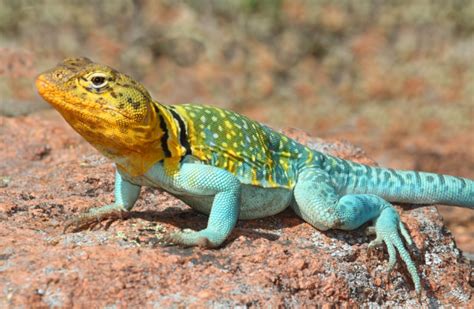 Eastern Collared Lizard Crotaphytus Collaris Care Guide Reptile Cymru