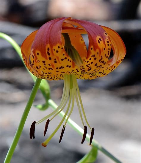 Lilium Pardalinum California Tiger Lily Fresno County Tye Flickr