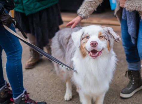 愛犬の散歩中の吠えはコレで解決！お散歩吠えの原因と解決策を伝授！ 犬のしつけ教室なら【東京dogs】褒める犬のしつけトレーニング