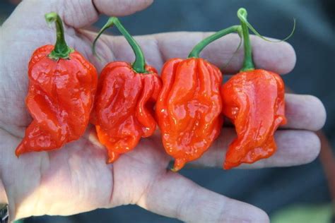 Naga Viper pepper - Alchetron, The Free Social Encyclopedia