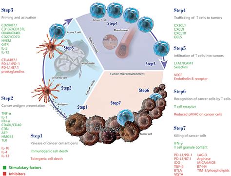 Figure 1 From Compound Therapy Based On Cancer Immunity Cycle