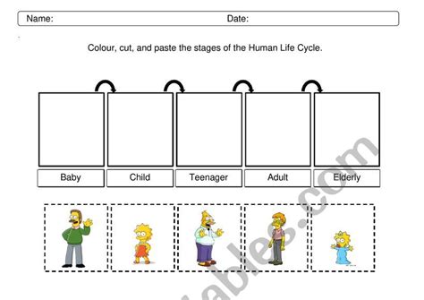 Human life cycle - The Simpson - ESL worksheet by Superviel