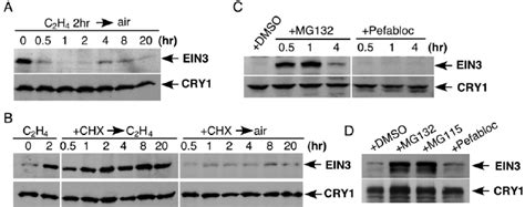 ein protein  rapidly degraded   proteasome dependent pathway