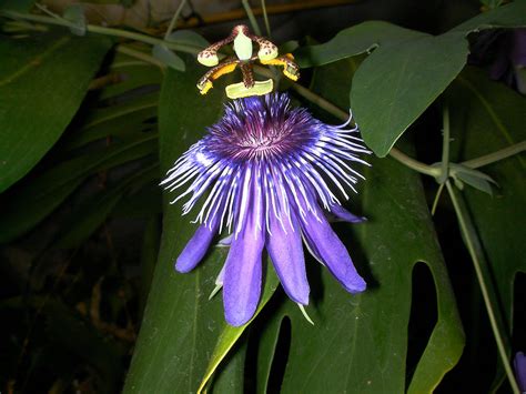 Passiflora Amethystina Passiflora Amethystina Passion Flow… Flickr