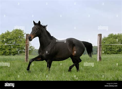 Pura Sangre Inglesa Fotografías E Imágenes De Alta Resolución Alamy