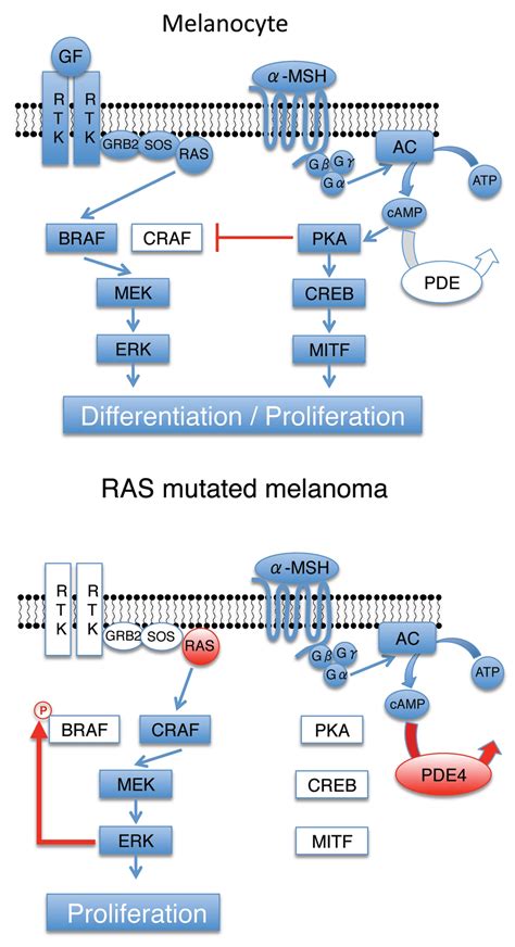 Mechanism Of Raf Isoform Switching Induced By Oncogenic Ras In Melanoma