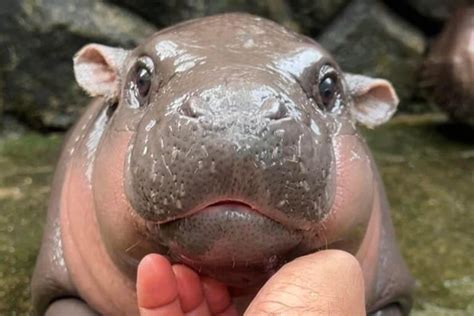 Tiny Hippo Moo Deng Takes Internet By Storm The Citizen