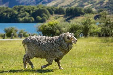 Sheep Farming For Beginners: Definitive Guide - SheepCaretaker